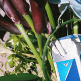 Bouquet 360 by Gorilla vs. Bear // Limited Edition